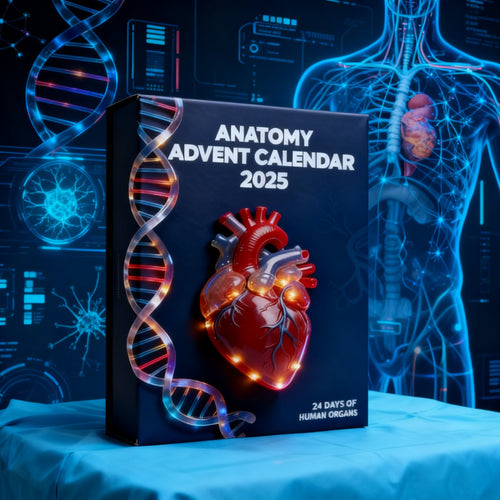 š„Limited Edition, Only 100 Sets Left! - 2025 Anatomy Advent Calendar